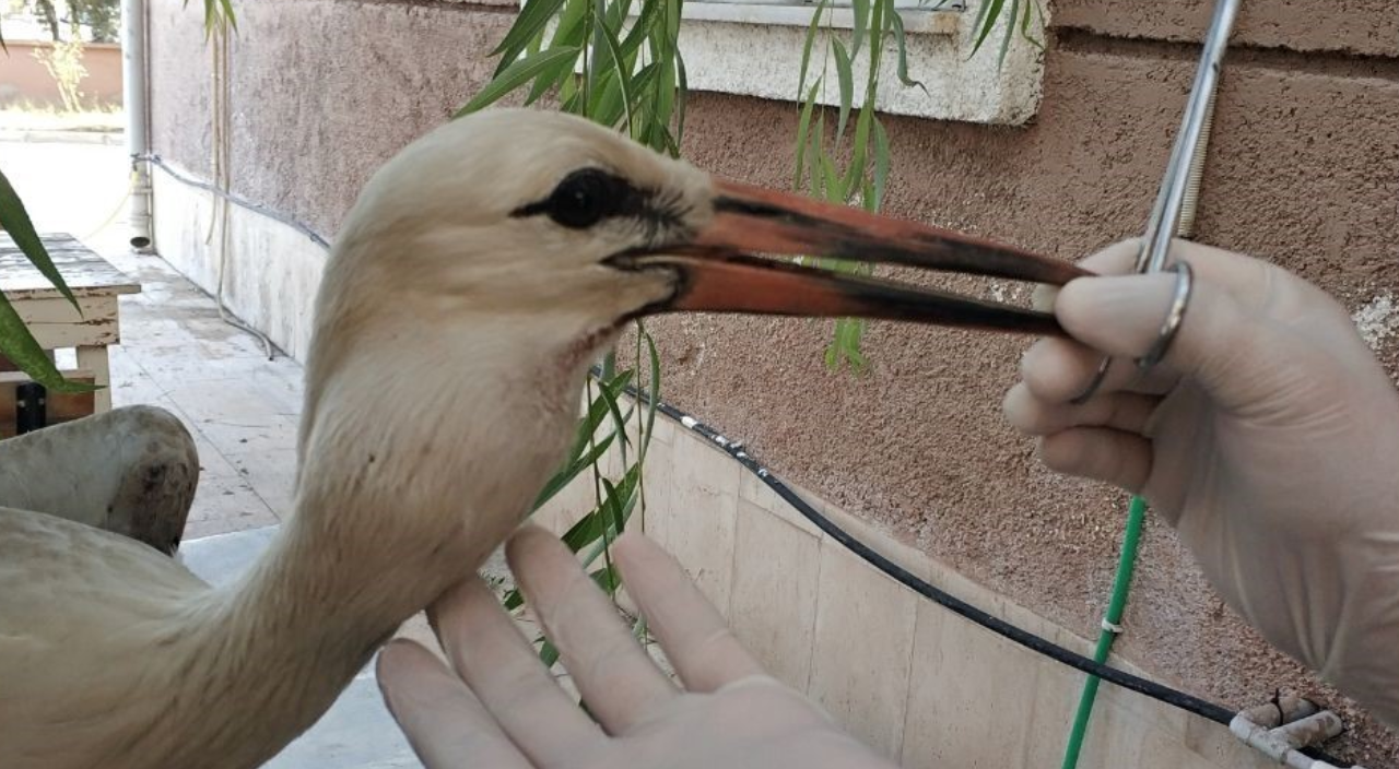 Poşet yutan leylek tekrar hayata döndürüldü